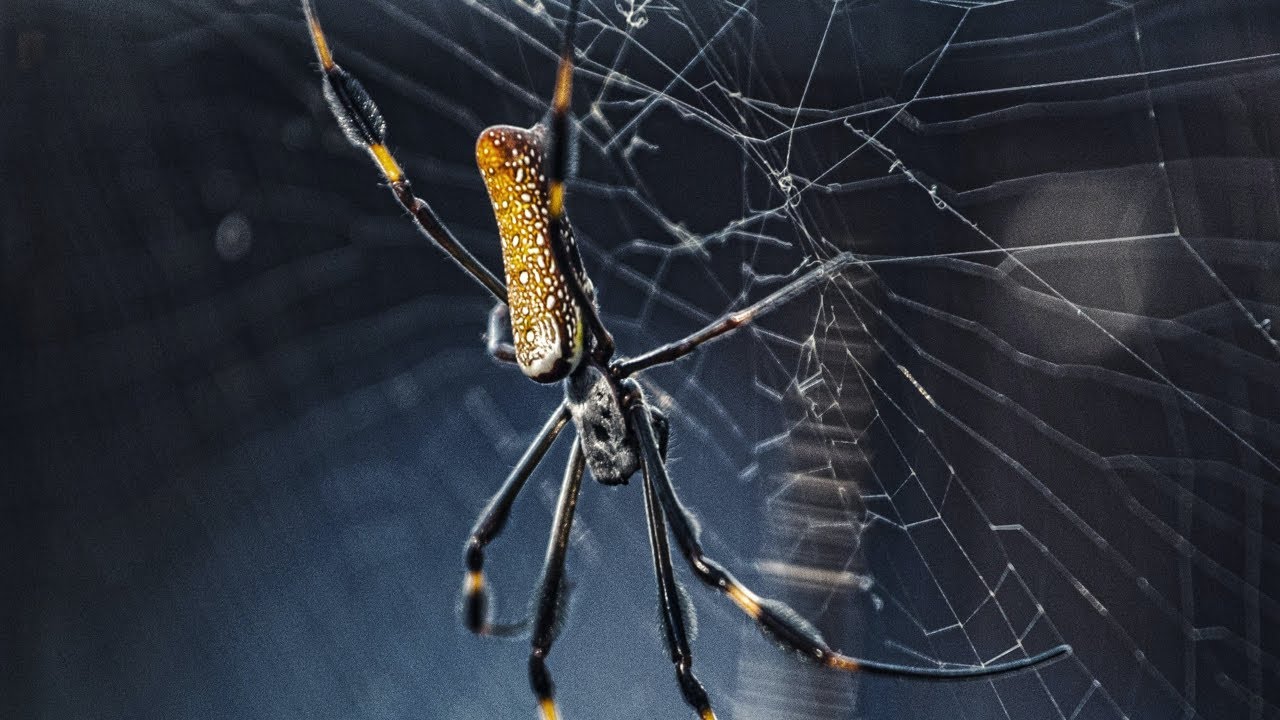 ¿Cómo las arañas tejen su telaraña? 🕷