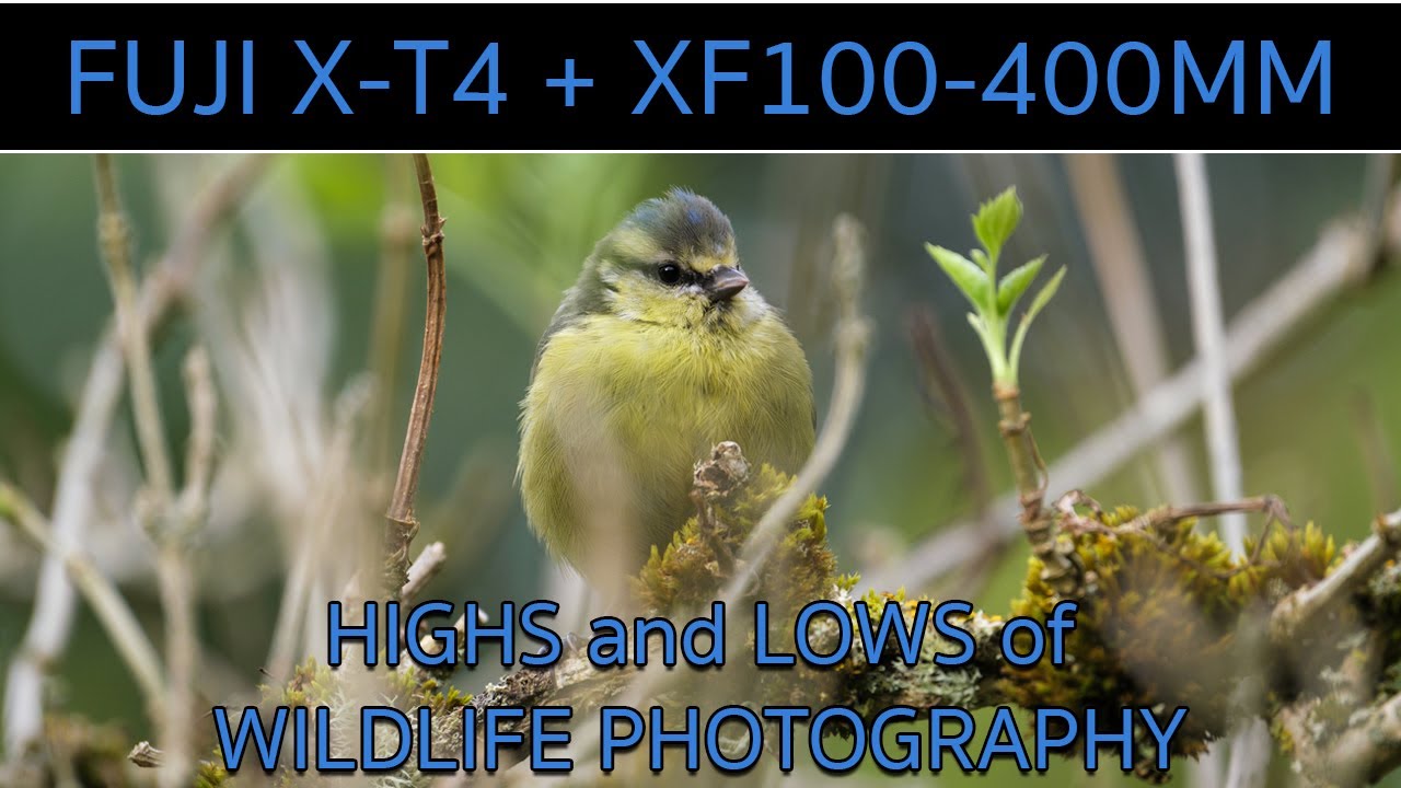 A Walk in the Woods for Wildlife Photography with Fuji X-T4 and Fuji XF100-400mm