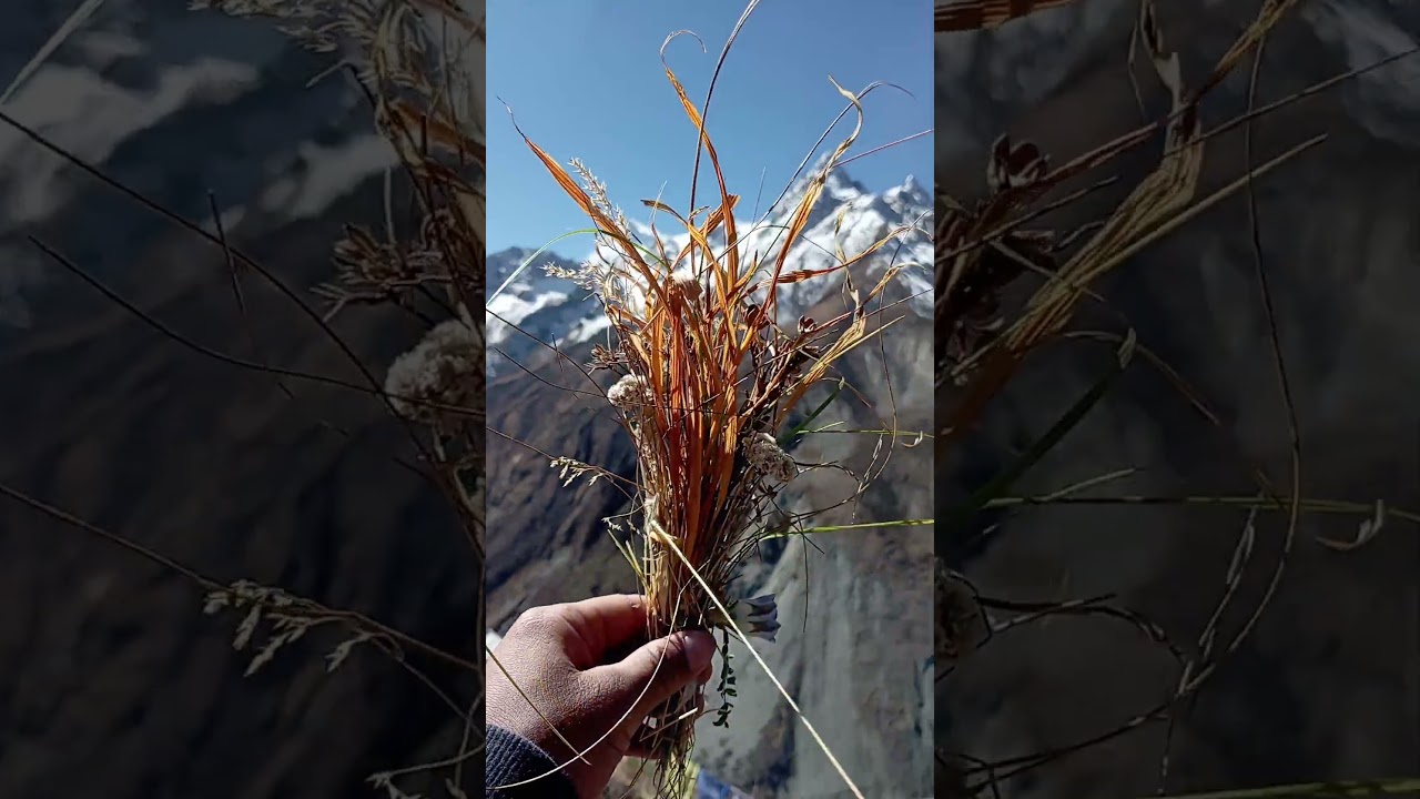 Uklai orali garna sakchau vani  aau