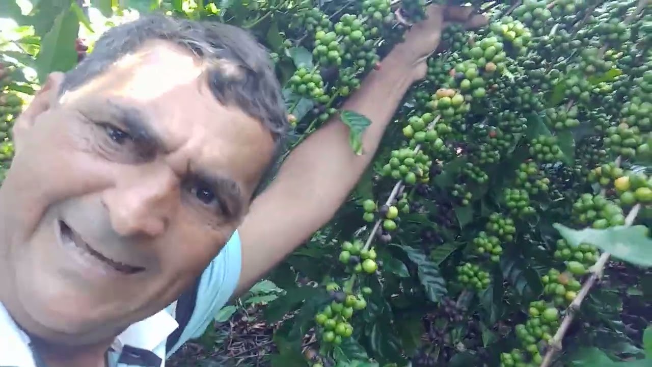 DOIS PÉS DE CAFÉ ☕ UM SACO