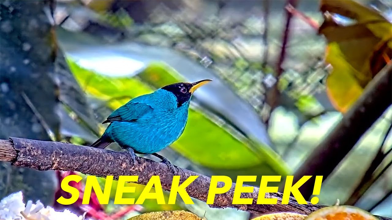 Sneak Peek: Get Closer to the Tropical Birds of Canopy Lodge | Cornell Lab