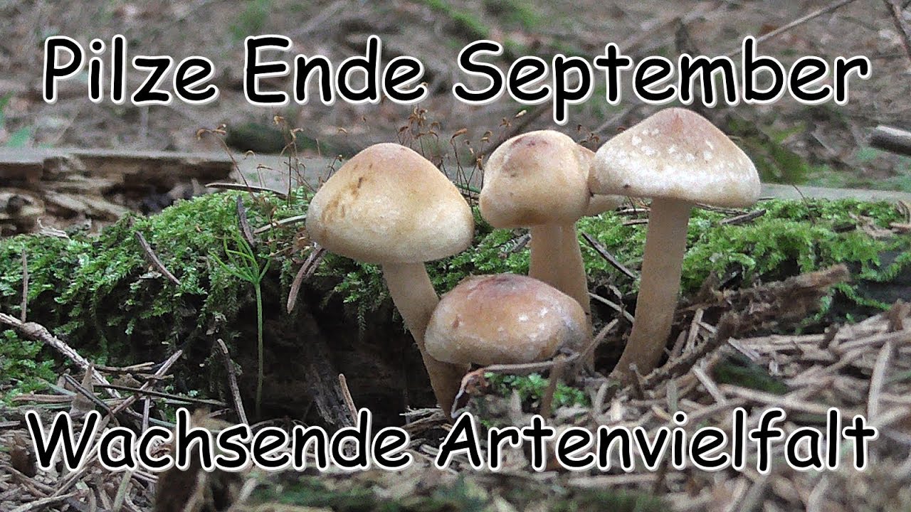 Pilze Ende September - Wachsende Artenvielfalt