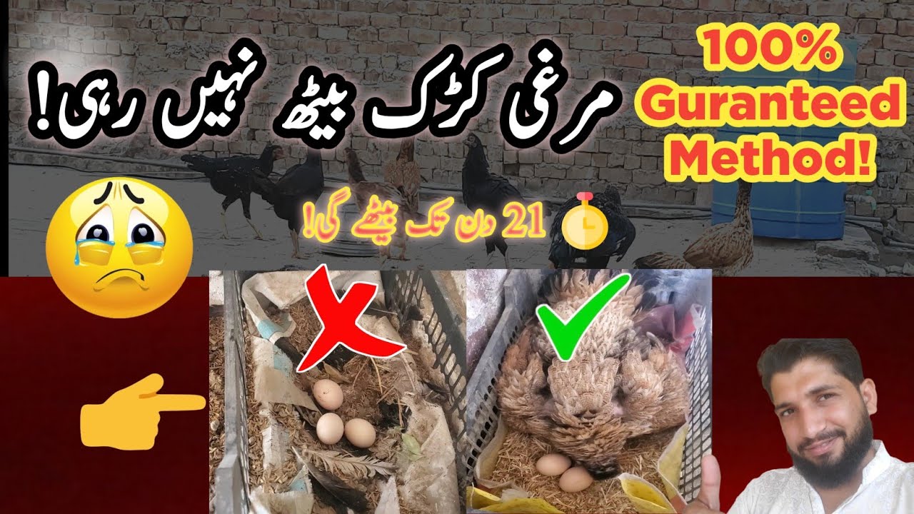 Aseel Murghi Ko Kurak Kaise Banayein? (100% Guaranteed Method!) #aseel #broodyhen #aseelmurga