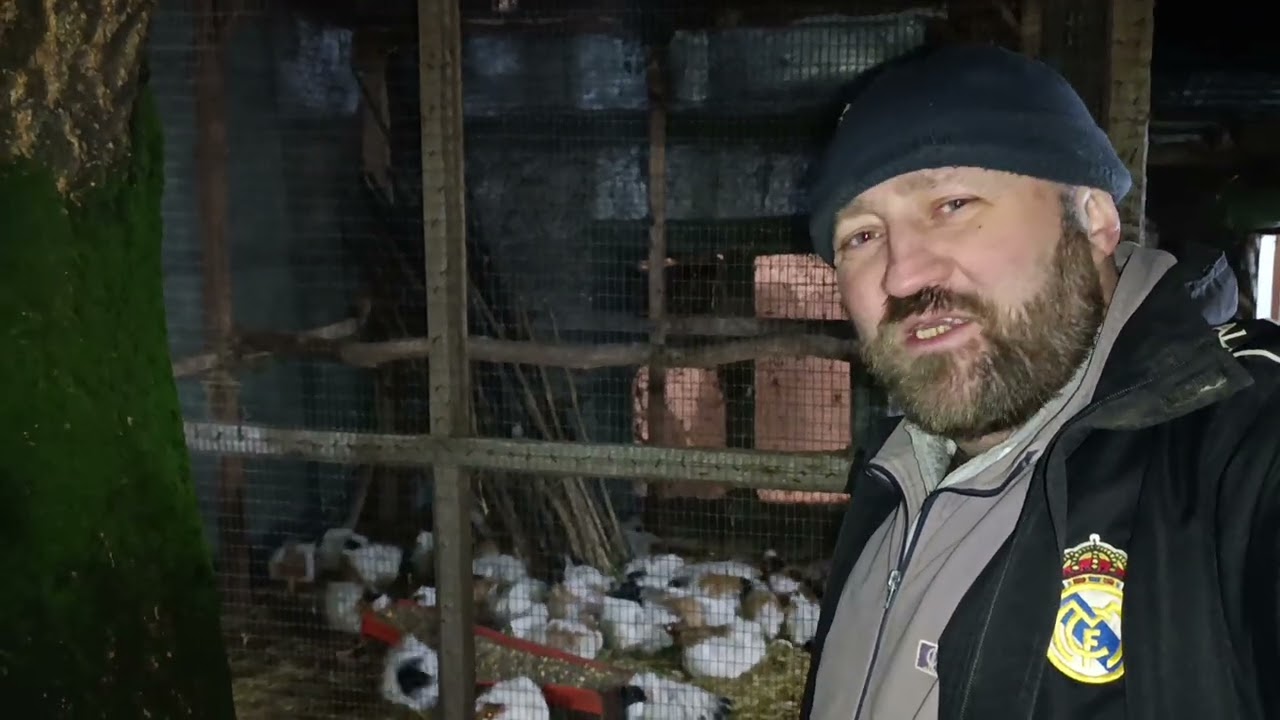 Малыш морской свинки завтра едет в новый дом 🏡🐼🐹🐼🐹🐼🐹🐼🐹🐼🐹🐼🐹🐼🐹