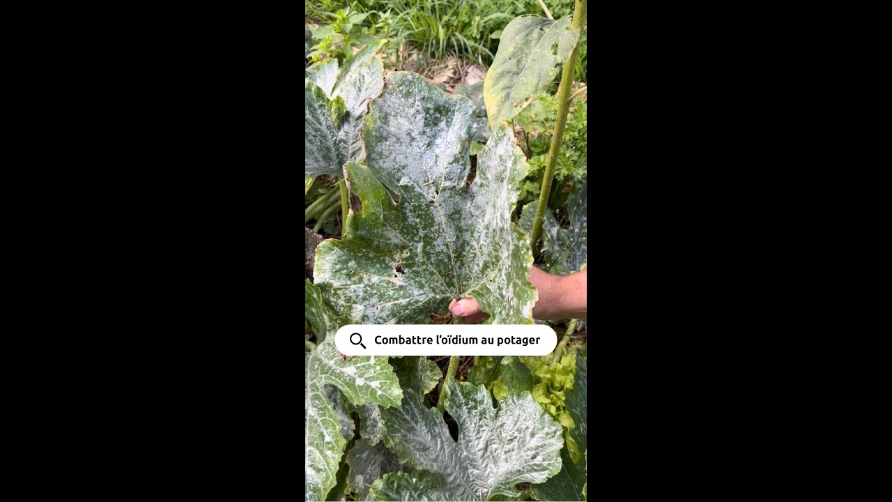 Combattre l'o&iuml;dium au potager 🌱 #mrbricolage #potager #courgettes #jardin #astuces #conseilsjardin