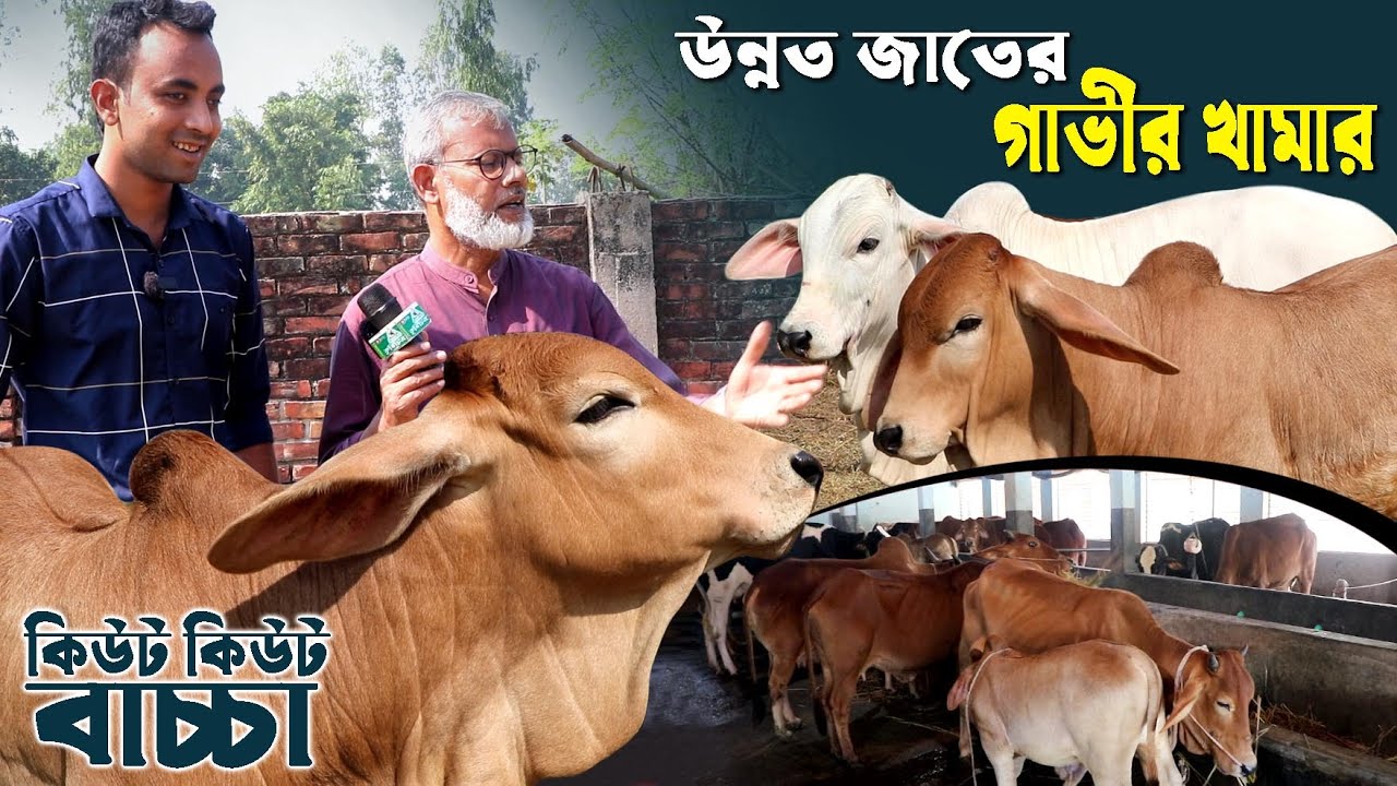1243-গরু পাগলারা কোথায় ? দেখুন আল্লাহর নেয়ামত, র.ই মানিক চিত্রপুরী R.I Manik.Chitrapuri Krishichitra