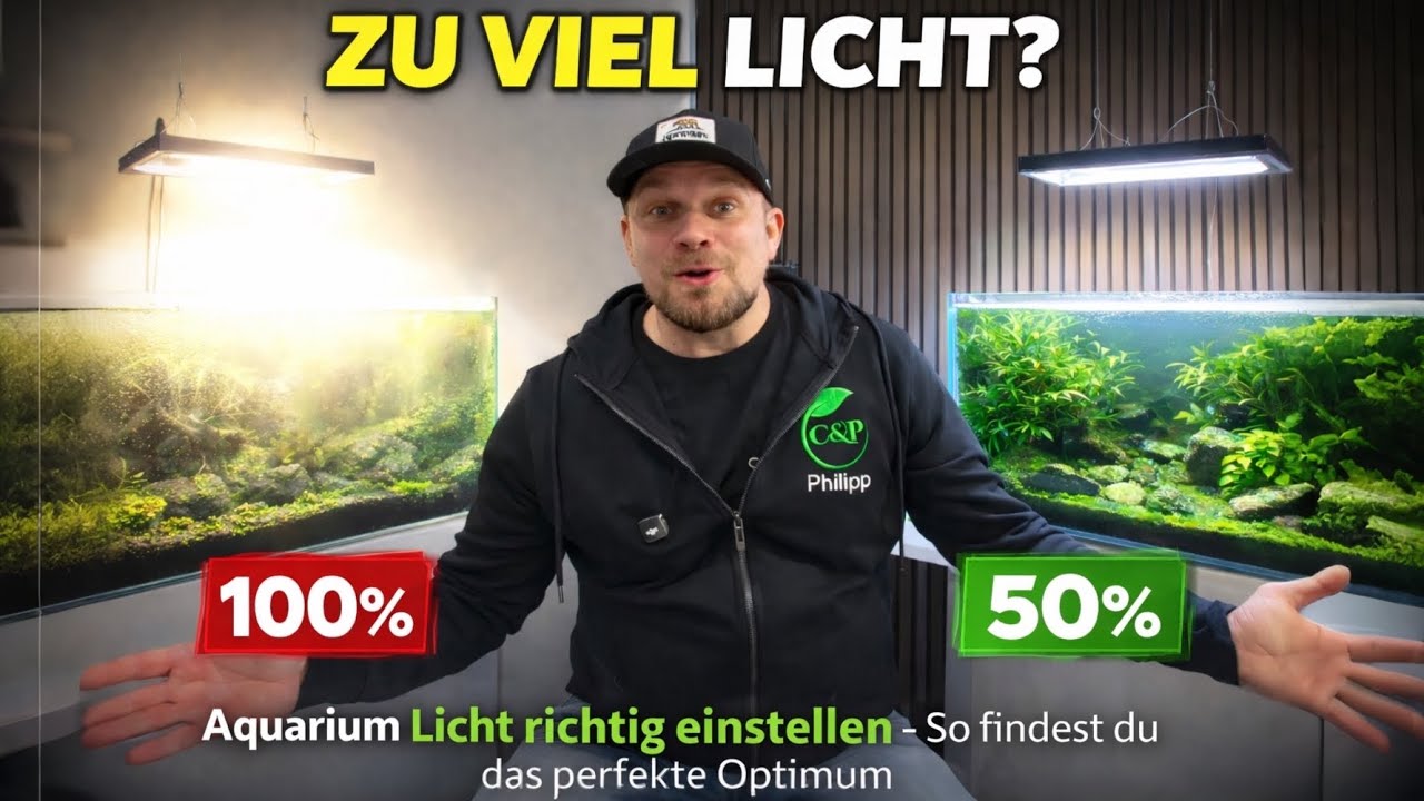 Aquarium Licht richtig einstellen - so findest du das perfekte Optimum
