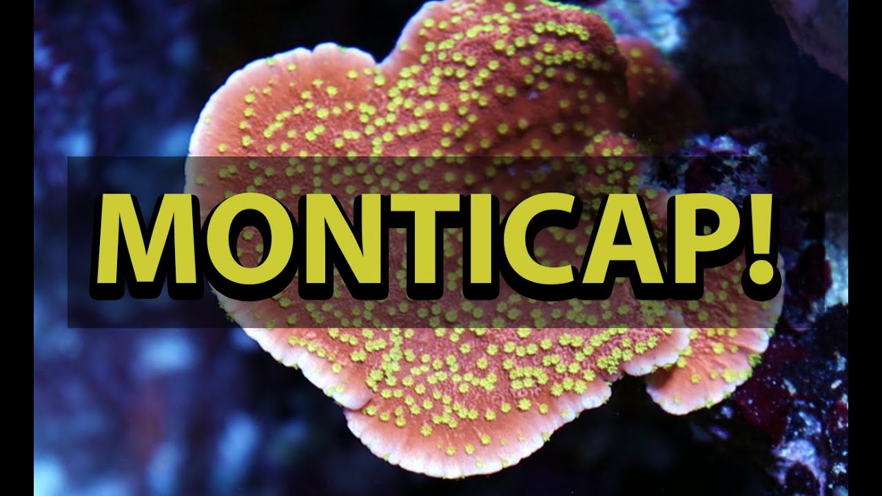 Monticap Coral Care - Montipora Capricornus