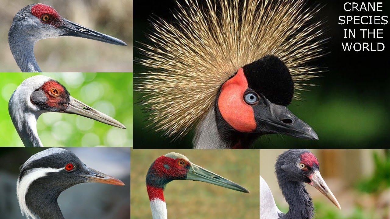 All  Crane Species - types of crane bird