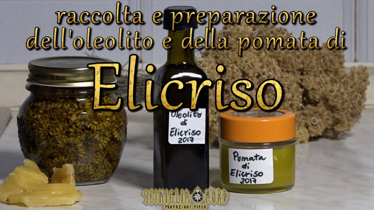 Oleolito e pomata di Elicriso: raccolta e preparazione