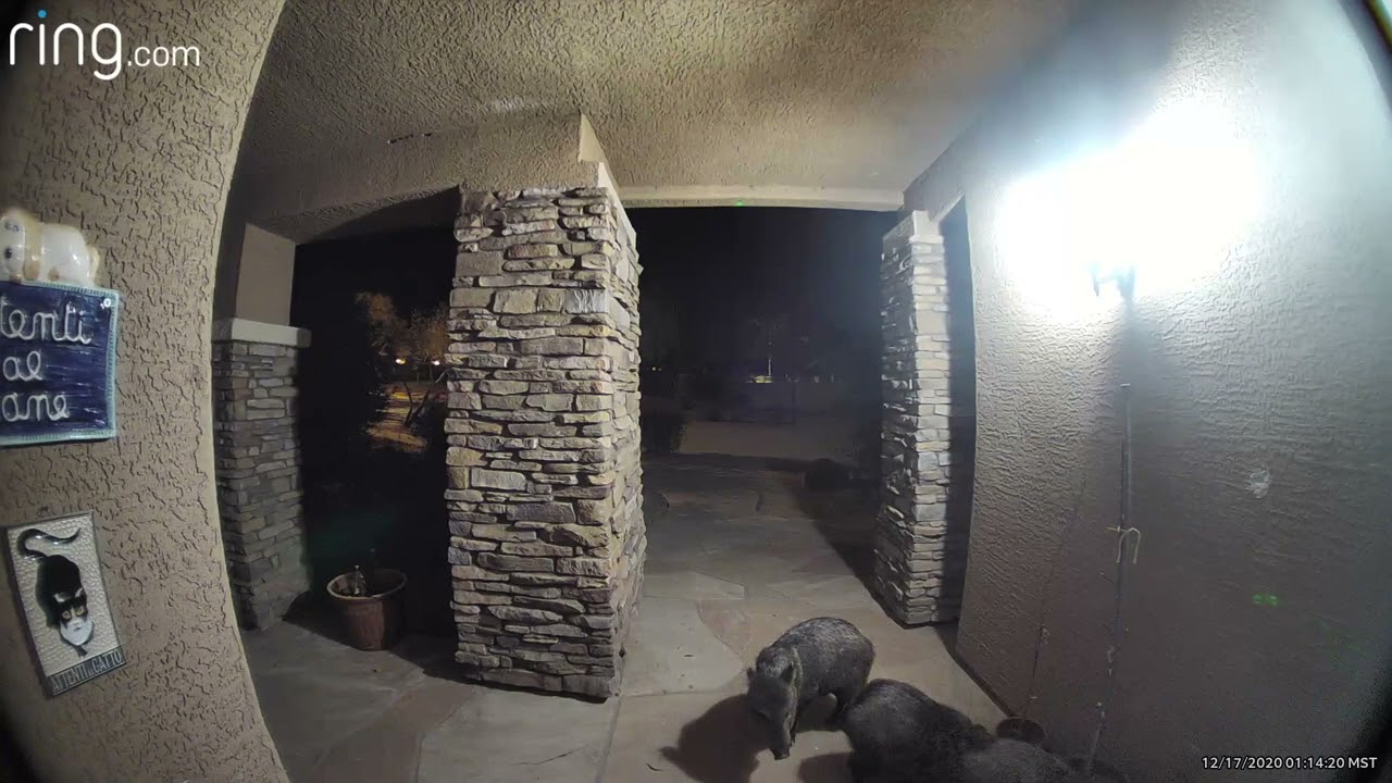 Javelina