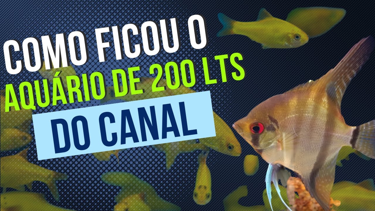 AQUÁRIO de 200 litros do canal - EQUIPAMENTOS - FAUNA E FLORA