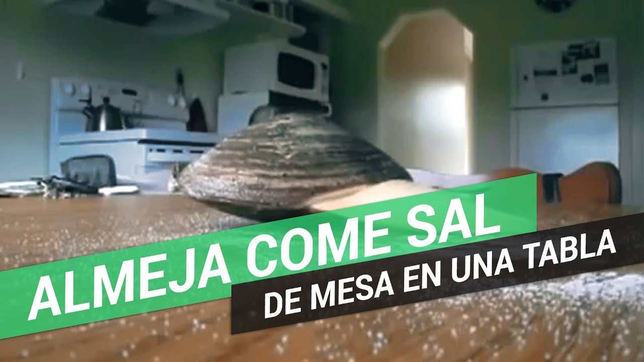 Almeja come 