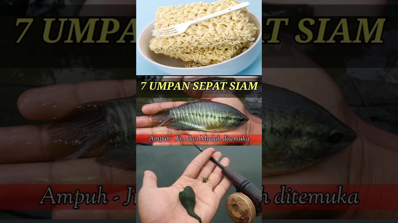 Umpan ikan sepat siam#shorts