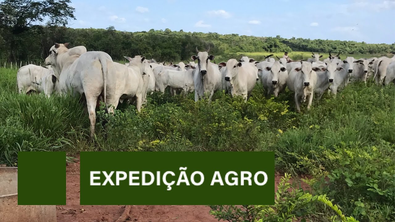 Conheça a Fazenda Ameixa em Capitão de Campos-PI