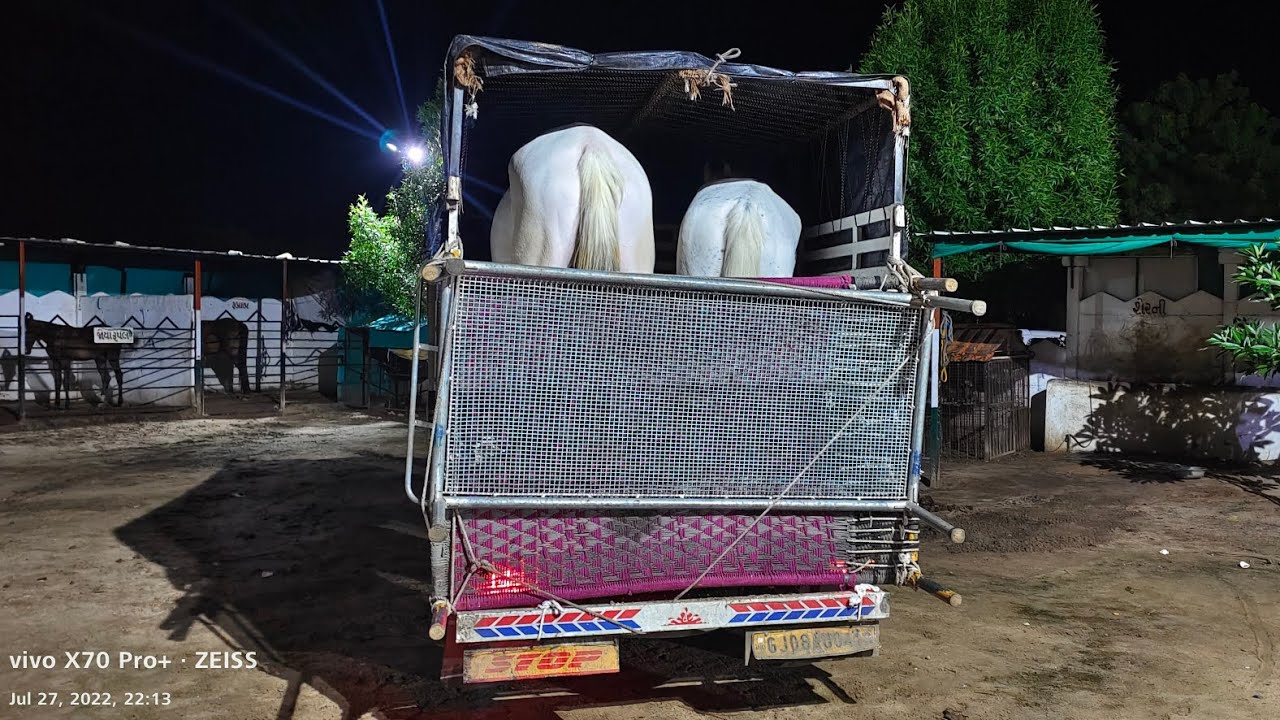 Rupal stud farm फार्म से नवरत्न और रॉयल रुपल दोनों घोड़ी तेलंगाना के लिए रवाना हुई