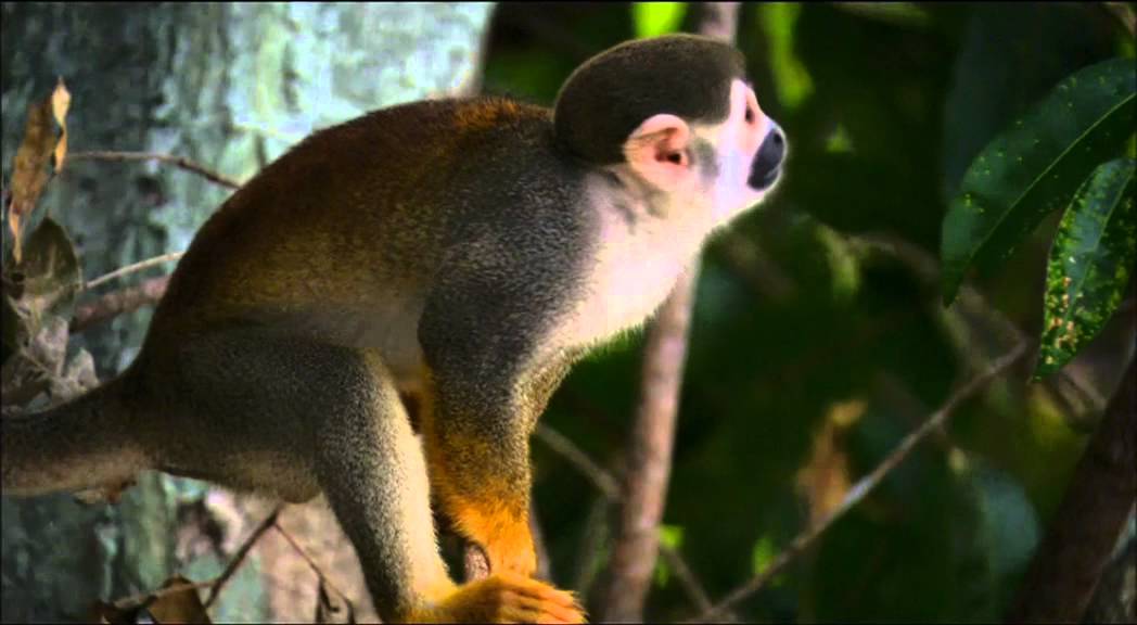 Amazon Alive - Part 1: Jungle of the Mind - Wildscreen Festival 2012