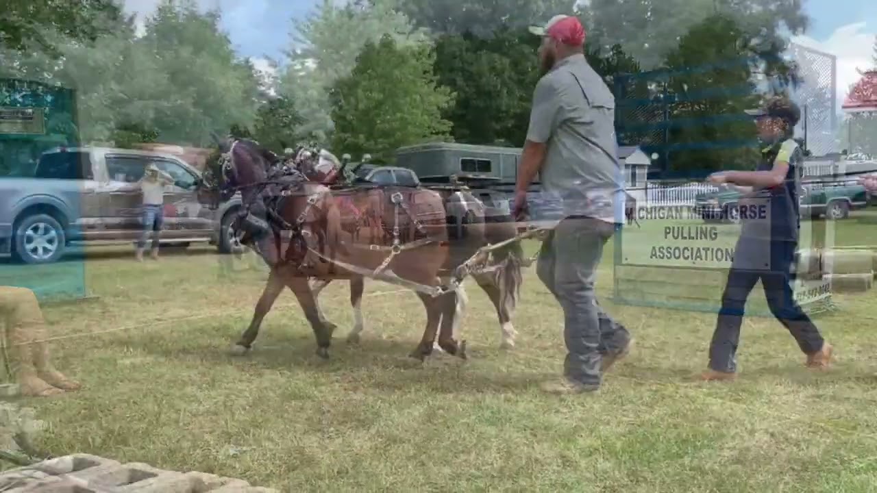 best of mini horses pulls 2022