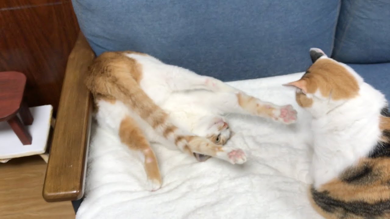 威嚇する猫！ほか（インスタ動画まとめ22）