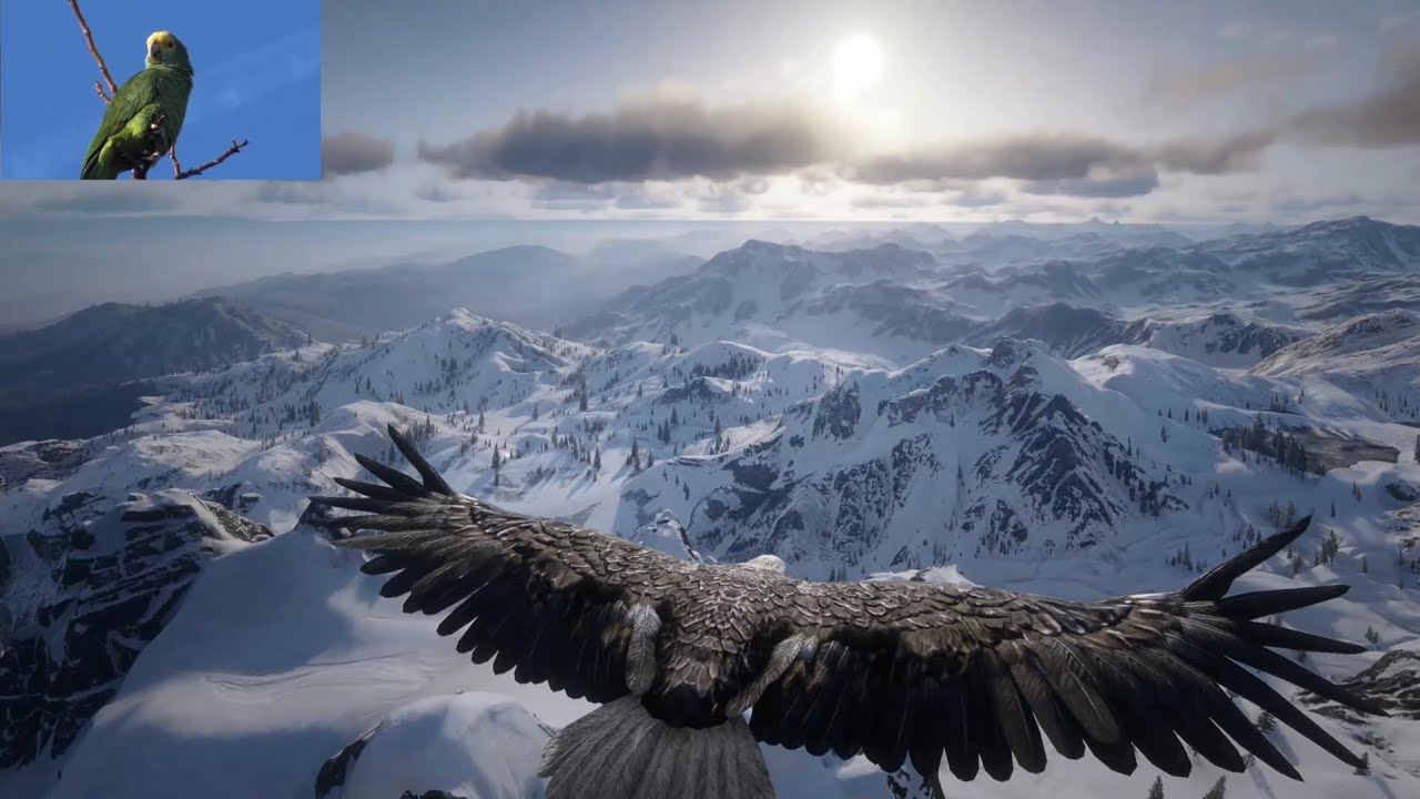 „Frag die Vögel am Himmel“ / DER ADLER SCHAUT IN DIE FERNE