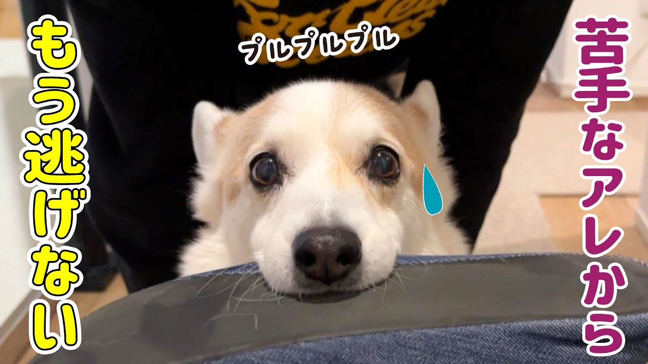 恐怖のアレを克服したかもしれません！
