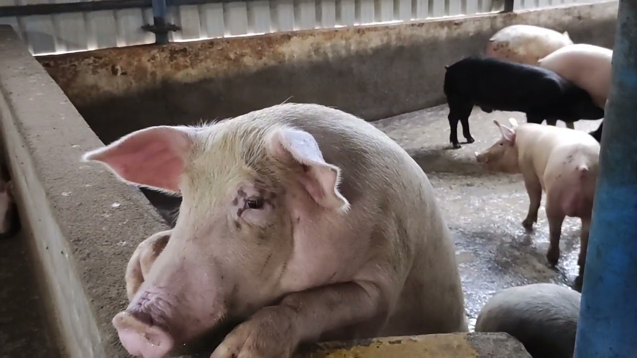 வெண்பன்றி வளர்ப்பு பண்ணை | இலாபமான தொழில் | How to make pig farm | How much earn in pig farm