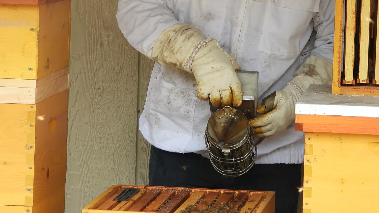 Beekeeping 2021