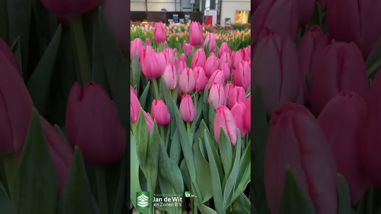 Прямая трансляция выставки тюльпанов Tulip Trade Show 2023 - Pink and Purple - EN/ES