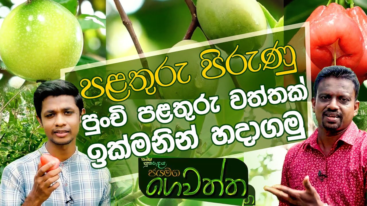 පළතුරු පිරුණු පුංචි පළතුරු වත්තක් ඉක්මනින් හදාගමු  | ජයමග ගෙවත්ත | Jayamaga gewaththa | 2023.05.13