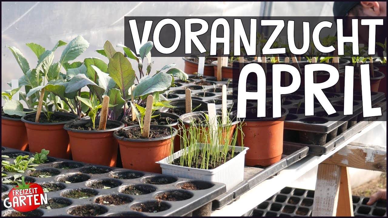 Was du im April aussäen kannst – Voranzucht & Freiland 🌱