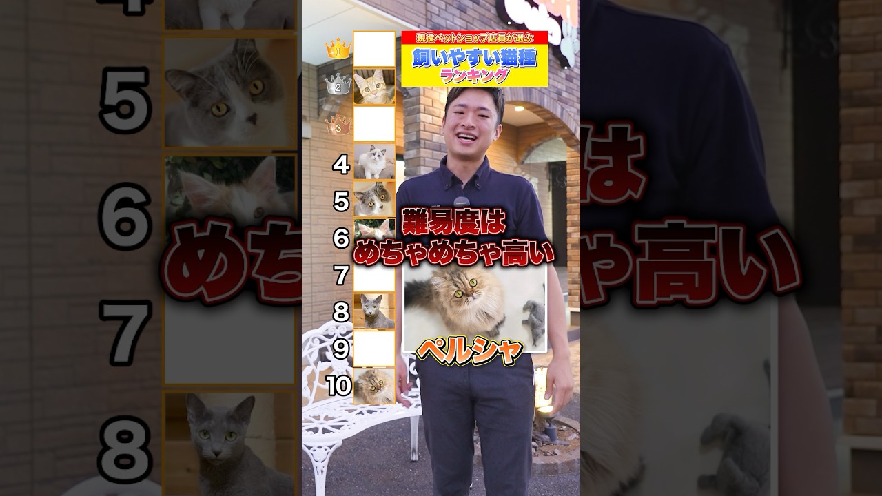 プロが選ぶ！飼いやすい猫種ランキングTOP10！　＃猫 ＃飼い方 ＃猫種 #ペットショップ