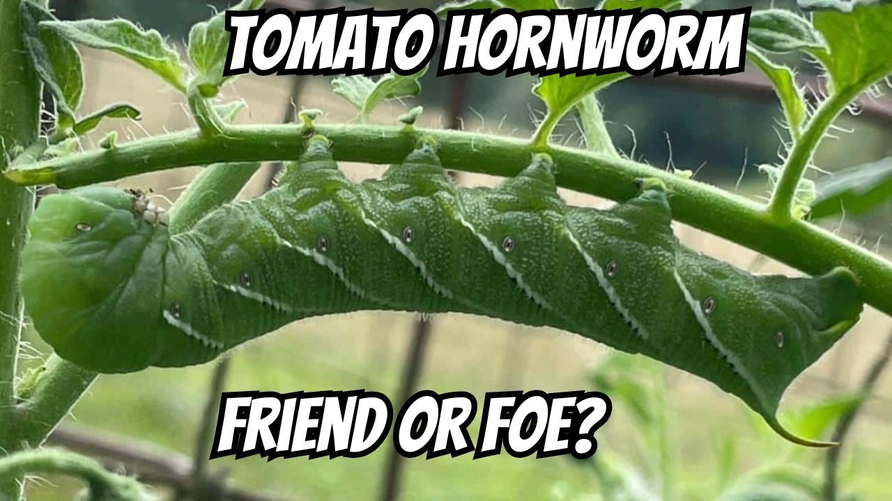 Правда о гусеницах томатной совки 🍅🐛