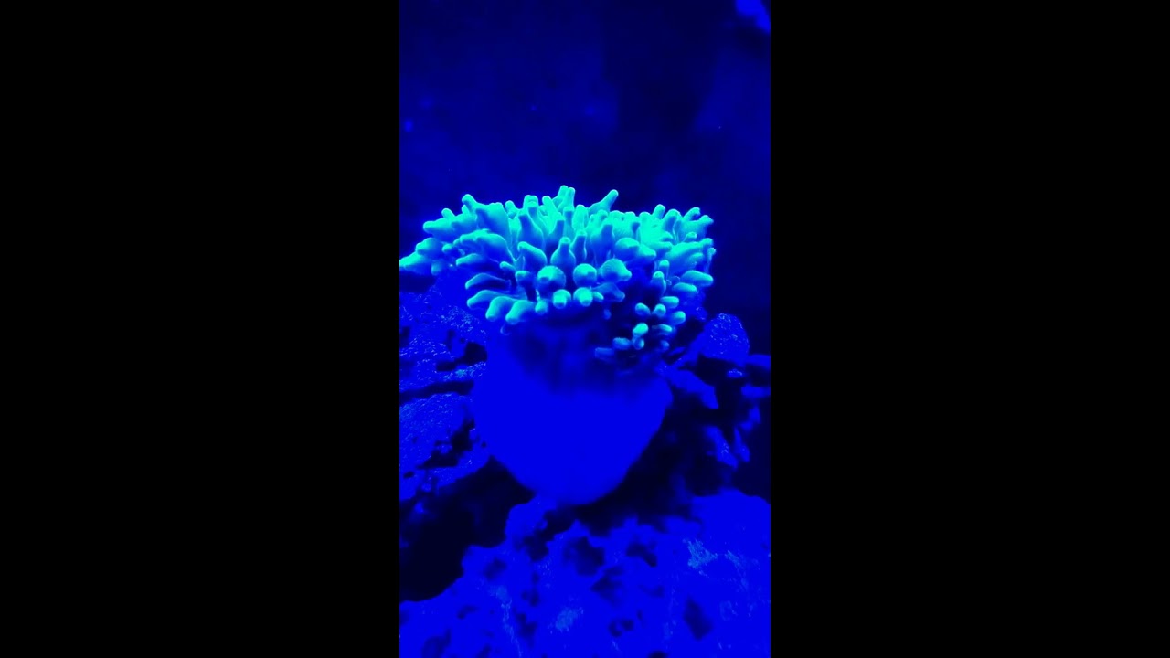 Clownfish picking on bubble tip anemone