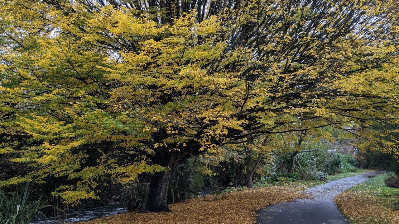 The National Botanic Gardens | Glasnevin | Dublin | Ireland | HD | Travel Blog | GoPro Hero 9