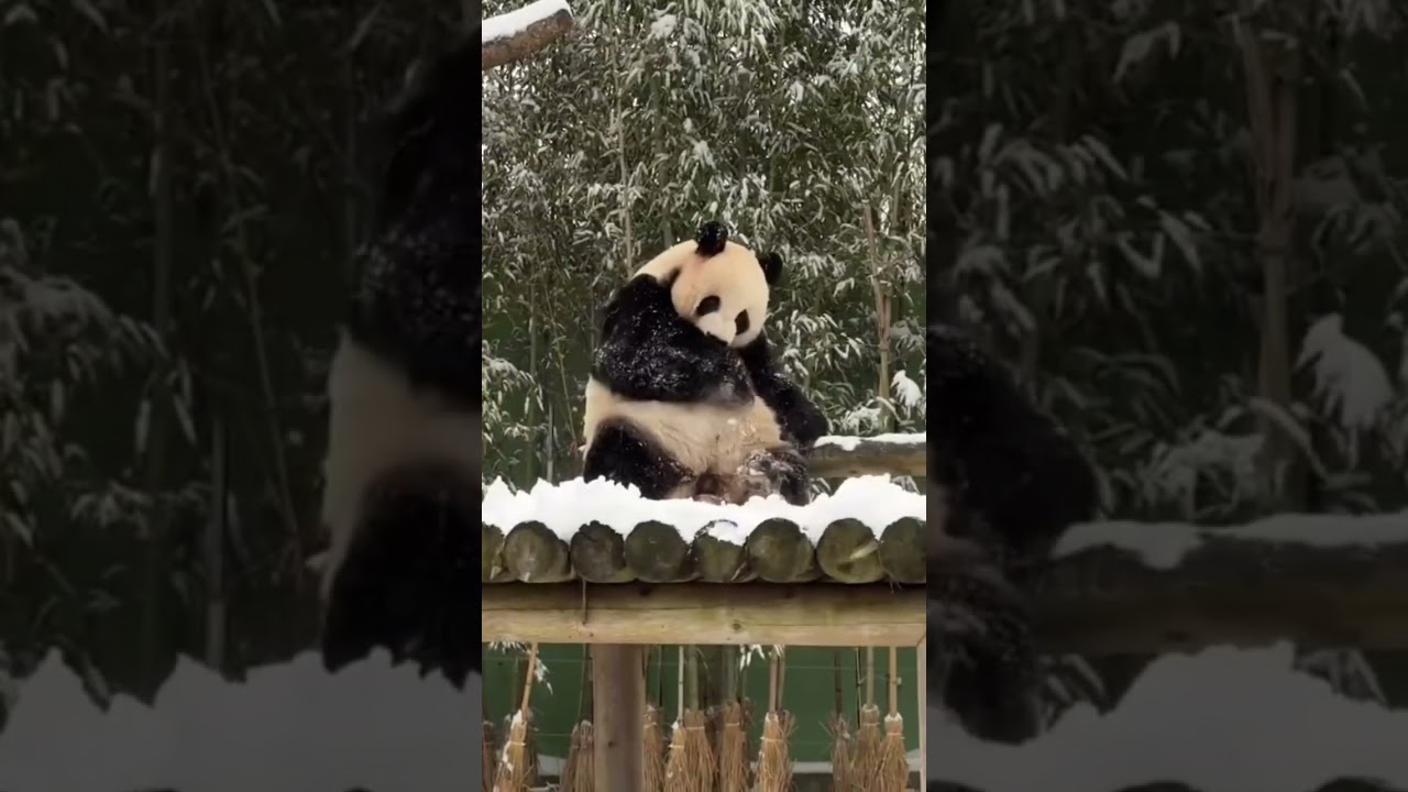 &hellip; #adventureworld #shirahama #wakayama #japan #zoo #animal #animals #cute #panda #fuhin