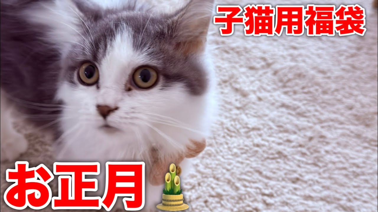 ペットフォレストの福袋開封します