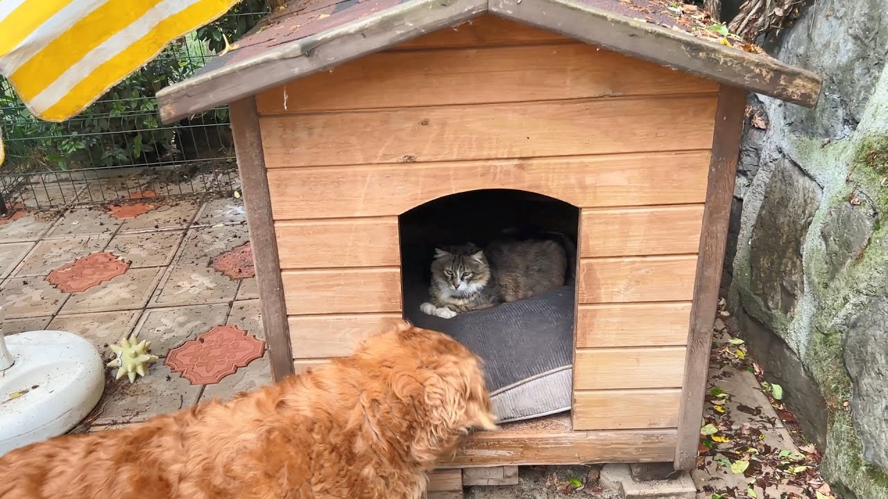 Cat Steals Dog's Bed While He's Away for Walk #CatAwards Part 3