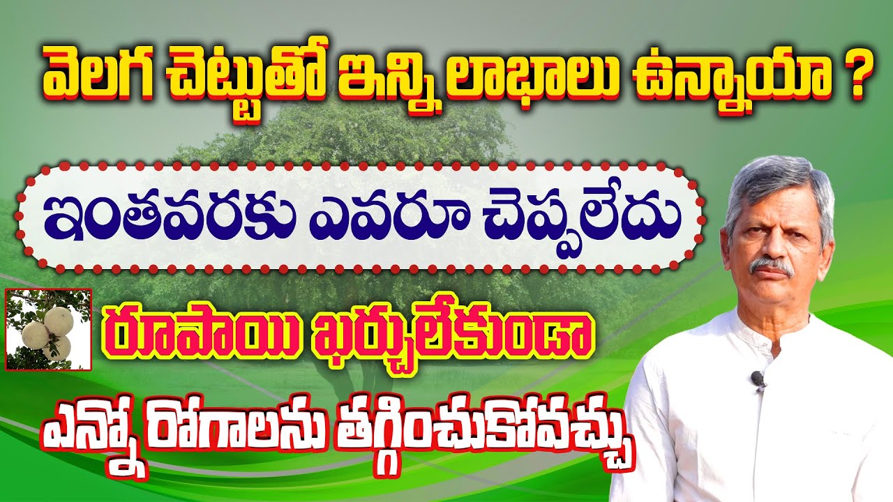 Hidden Medicinal Values in Velaga Tree |  వెలగ చెట్టు | B Anjaneya Raju |