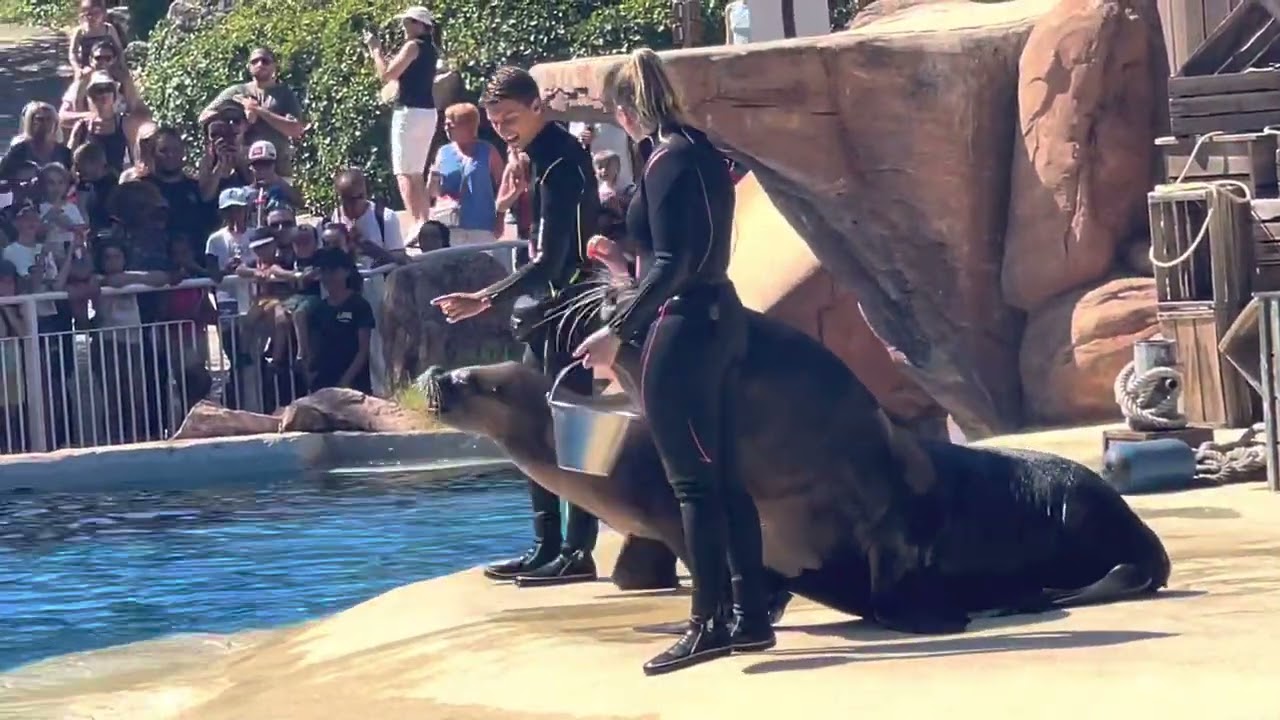 Le PAL Spectacle otaries 2022