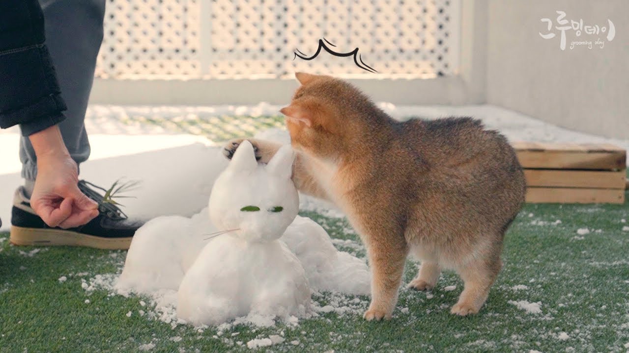 처음으로 고양이 눈사람을 본 고양이의 웃긴 반응