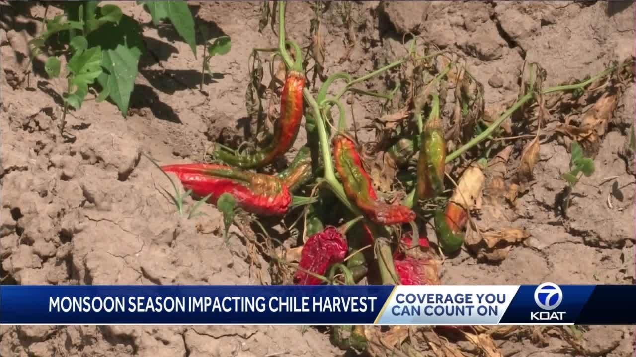 Monsoon Season Impacts Chile Harvest