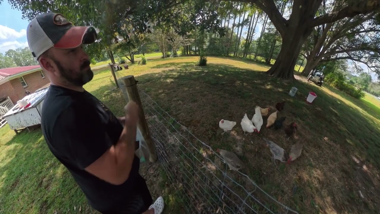 Chickens and Ducks getting treats