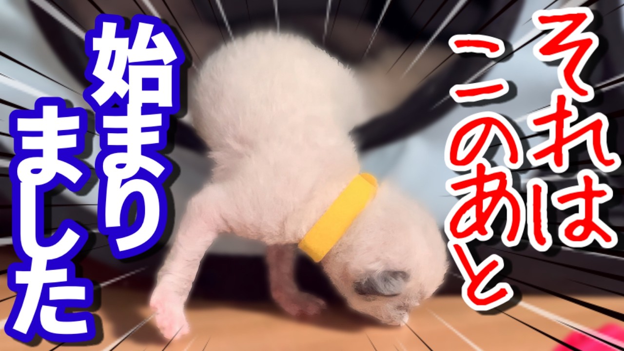🤣マイケルジャクソンも大爆笑⁉︎これぞ珍技‼︎ミルクが待てない子猫のアームムーンウォークww 【もちまる子猫日記】