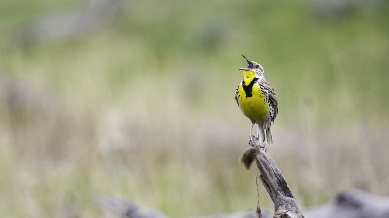 Western Meadowlark Bird Sound Video: Bird Songs Western North America-Nature Sounds to Fall Asleep