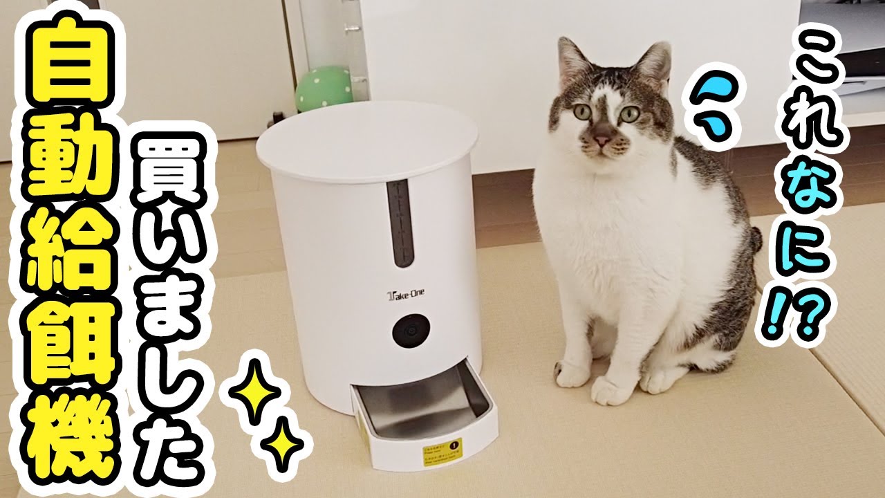 はじめての自動給餌機に戸惑う愛猫がかわいい【Take-One P1】