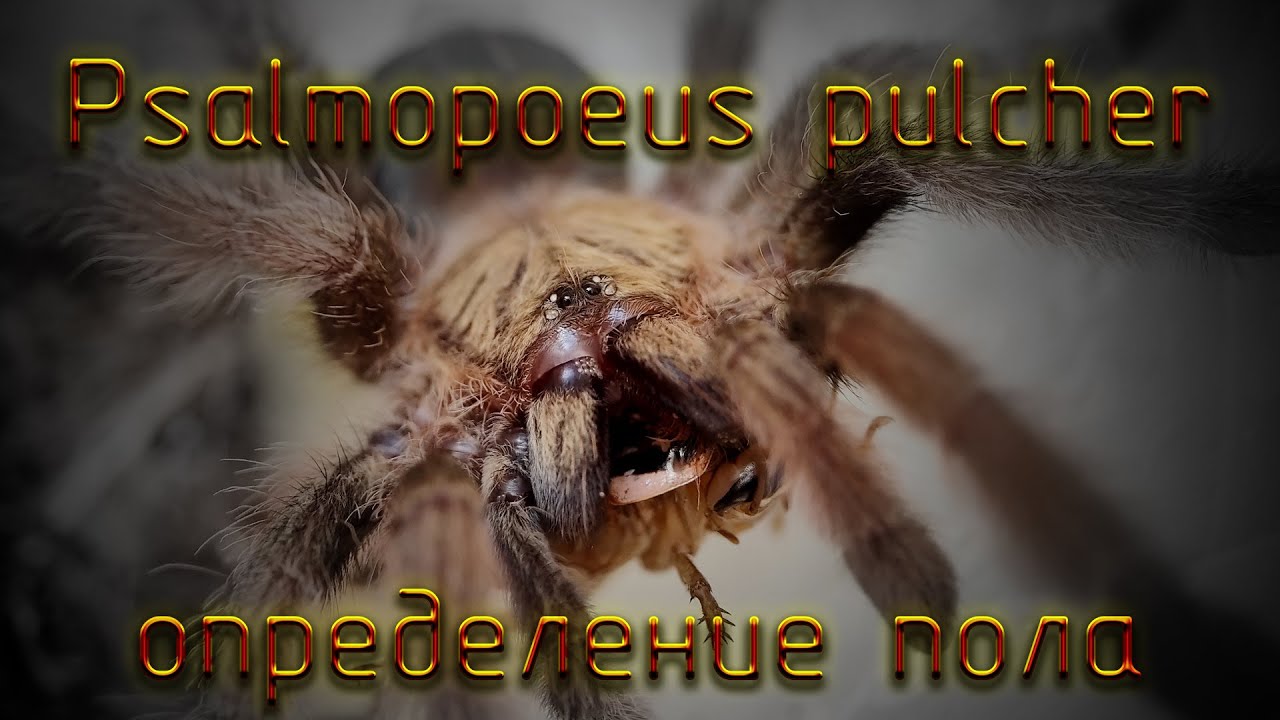 Определение пола Psalmopoeus pulcher
