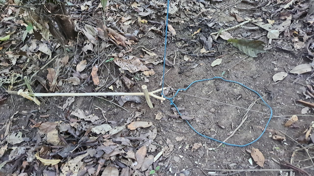 Armadilha de trilha para pegar Capivara, pacas, porcão e cutia - Sobrevivência na Selva