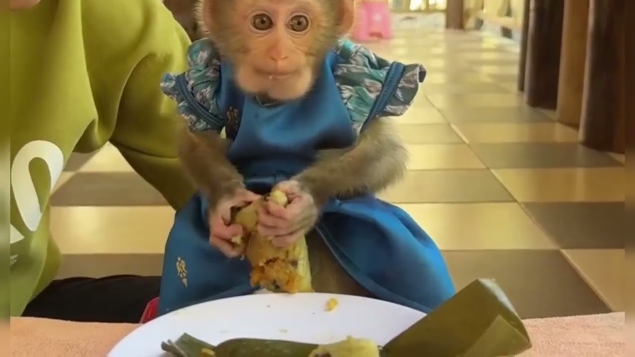 Funny Monkey Videos Ep81#lovely #cute #adorable #newborn #animals  #obedient #monkey#cat #duet