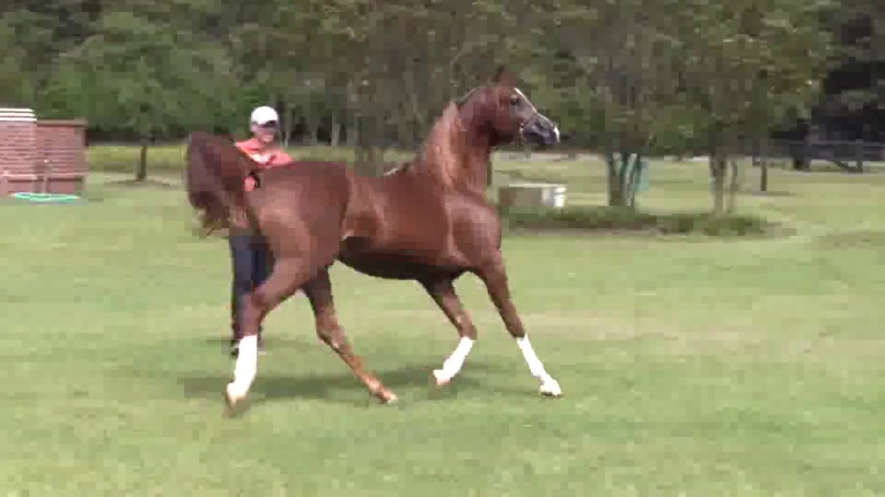 Hidalgo BH (Excalibur EA x FC Kochyna/Enzo)SOLD