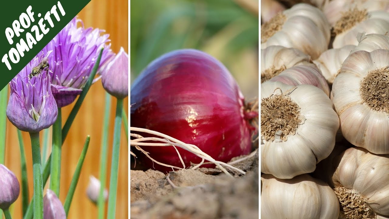 Amaryllidaceae | Olericultura